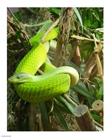 Green Mamba Fine Art Print