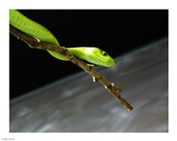 Green Mamba On Branch Fine Art Print