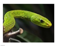 Green Mamba Closeup Fine Art Print
