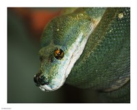 Green Tree Python Fine Art Print