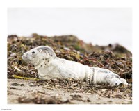 Harbor Seal Pup Fine Art Print