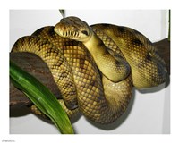 High-Yellow Scrub Python Morelia Amethistina Fine Art Print