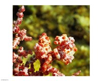 Hippobarg Couple Fine Art Print