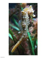 Hippocampe de Mareis Fine Art Print