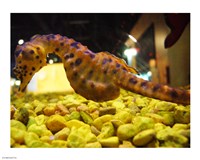 Hippocampus Abdominalis Aquarium Finisterrae Fine Art Print