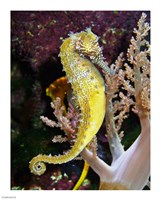 Hippocampus Barbouri Fine Art Print