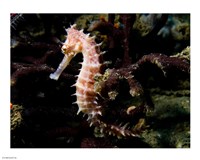 Hippocampus Histrix (Beige Thorny Seahose) Fine Art Print
