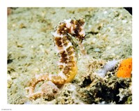 Hippocampus Histrix (Thorny seahorse) - various sizes