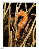 Hippocampus Hystrix (Spiny Seahorse) Fine Art Print