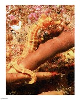 Hippocampus Ingens Fine Art Print