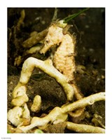 Hippocampus Kuda (Estuary Seahorse) Fine Art Print
