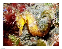 Yellow Hippocampus Kuda (Estuary Seahorse) Fine Art Print