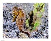 Hippocampus Kuda (Yellow Estuary Seahorse) Fine Art Print
