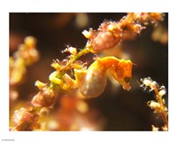 Hippocampus Pontohi Fine Art Print