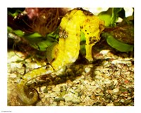 Hippocampus Reidi Fine Art Print