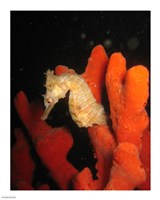 White Hippocampus Fine Art Print