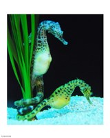 Hippocampus Framed Print