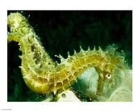 Green Seahorse Fine Art Print