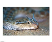 Horned Viper Fine Art Print