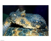 Horned Viper Fine Art Print