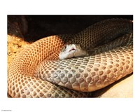 Indian Cobra Coiled Up Fine Art Print