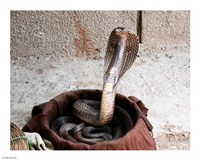 Indian Cobra Fine Art Print
