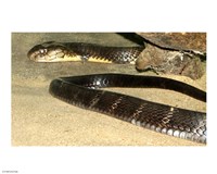 King Cobra Fine Art Print