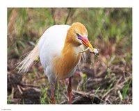 Kuhreiher and Frog Fine Art Print