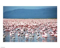 Large Number of Flamingos at Lake Nakuru Fine Art Print