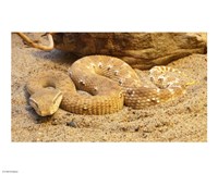 Leaf Nosed Viper Fine Art Print