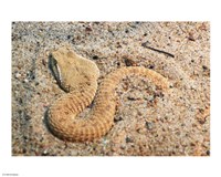 Leaf Nosed Viper In Sand I Fine Art Print