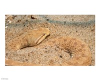 Leaf Nosed Viper In Sand II Fine Art Print