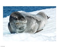 Leopard Seals In Antarctica Fine Art Print