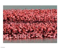 Lesser Flamingos, Kamfersdam Breeding Island, 2006 Fine Art Print