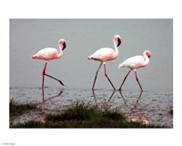 Lesser Flamingos Fine Art Print