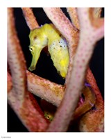 Long Snout Seahorse Fine Art Print