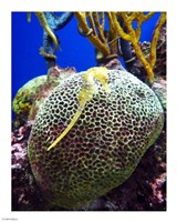 Long Snouted Seahorse Fine Art Print