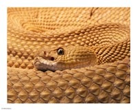 Mexican West Coast Rattlesnake Fine Art Print