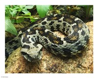 Ocellated Mountain Viper Fine Art Print