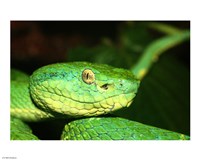 Palm Pit Viper Fine Art Print