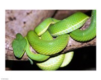 Palm Pit Viper Fine Art Print