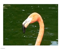 Phoenicopteridae Flamingo Fine Art Print