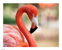 Phoenicopterus Chilensis Fort Worth Zoo, Texas, USA Fine Art Print