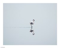 Flamingo Solo Fine Art Print
