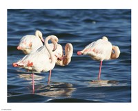 Phoenicopterus Roseus on Walvis Bay Fine Art Print