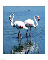 Phoenicopterus Roseus Le Grau-du-Roi Fine Art Print