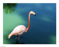 Phoenicopterus Ruber National Zoo of Cuba, Havana Fine Art Print