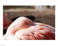 Pink Flamingo Closeup Fine Art Print