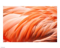 Flamingo Feathers Closeup Fine Art Print