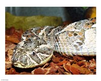 Puff Adder Fine Art Print